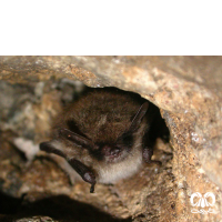 گونه خفاش سبیل‌دار Whiskered Myotis